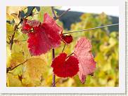 2006-10-21_16-14-43_octobre_130,0mm_1_250_eme_DiMAGE A2 * 2398 x 1731 * (996KB)